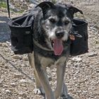Hunde