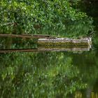 der Mönch am See