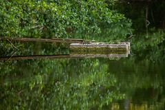 der Mönch am See