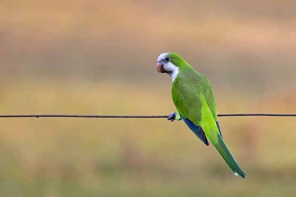 Der Mönchssittich...