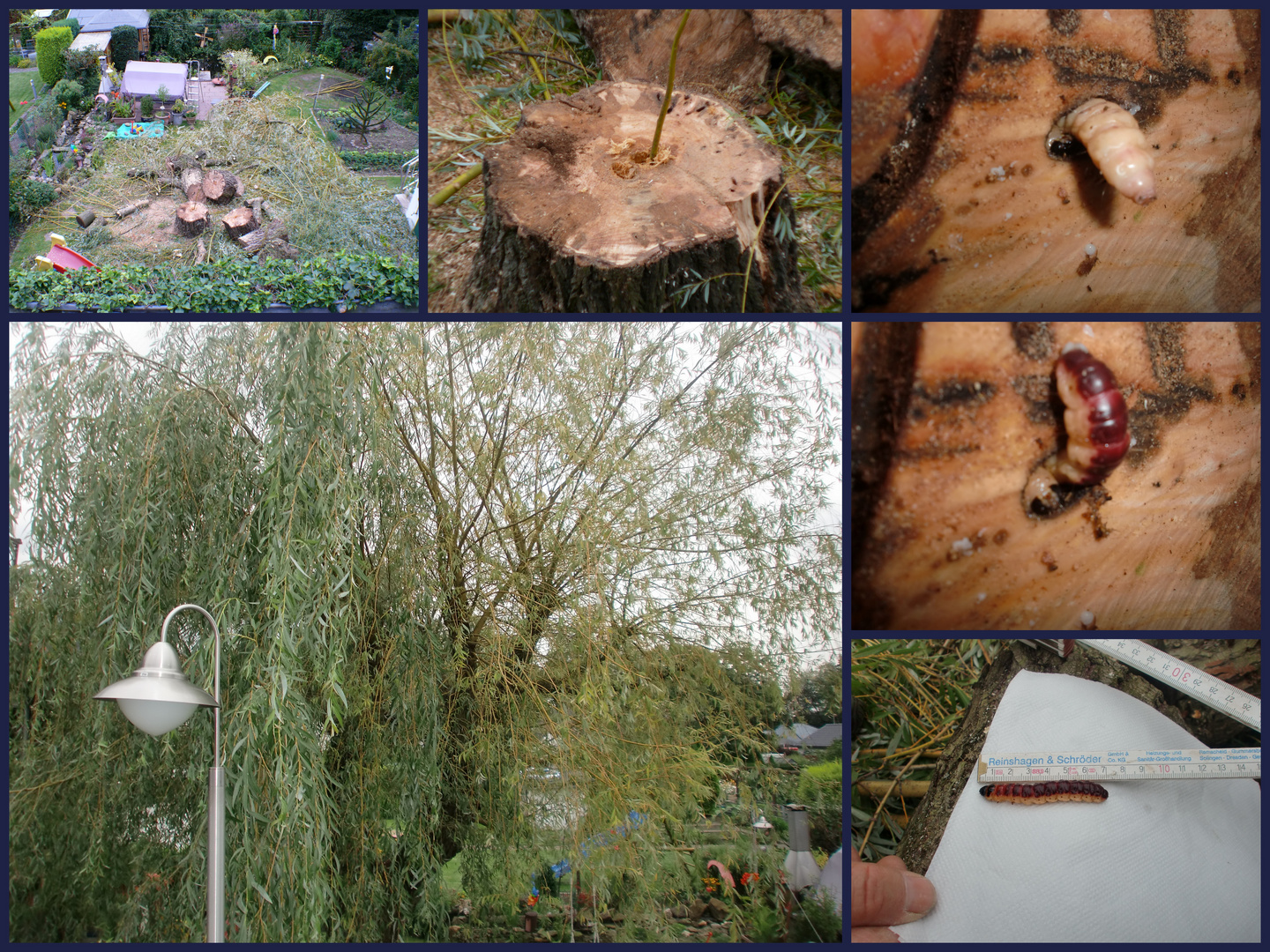 Der Mörder unserer 50 Jahre alten Trauerweide im Garten Foto & Bild