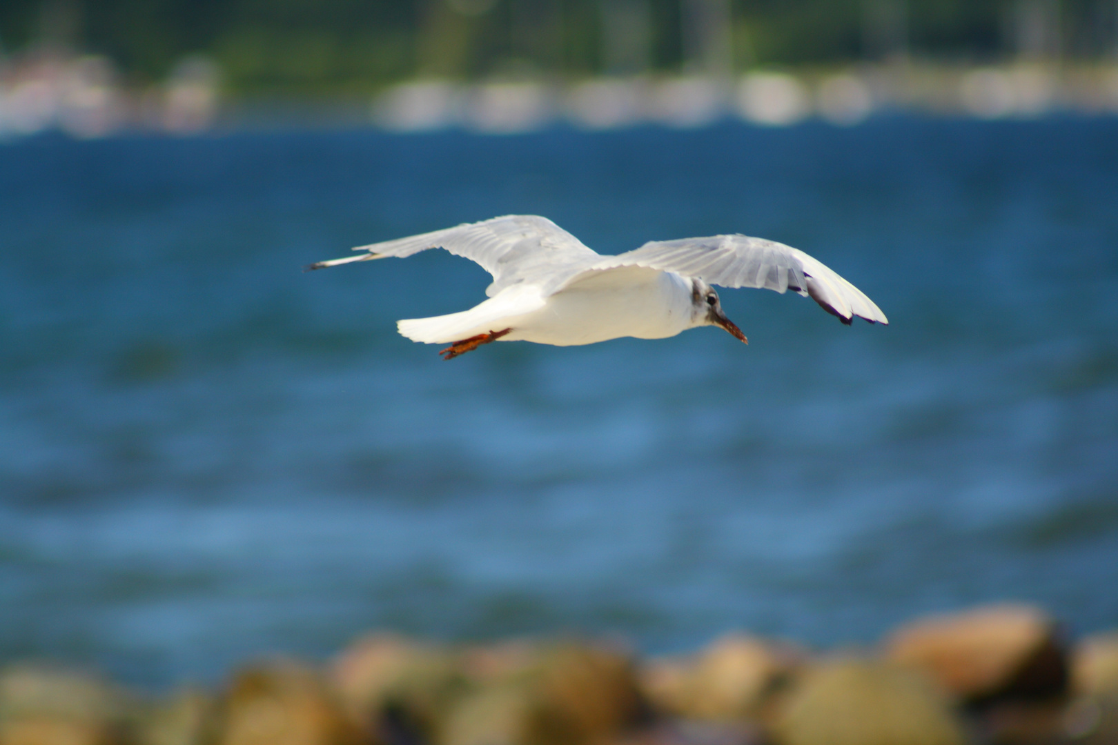 der Mövenflug