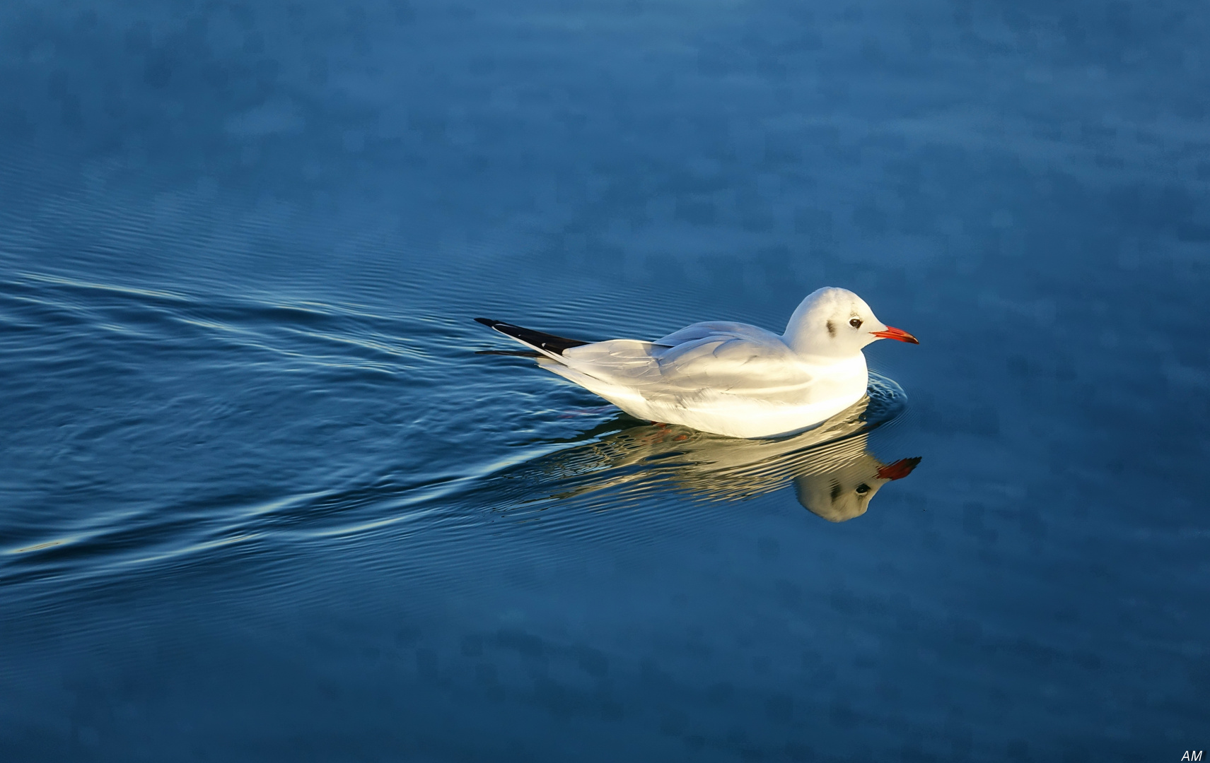 Der Möwe ist ihr Spiegelbild völig egal...;-)