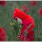 - Der Mohn -