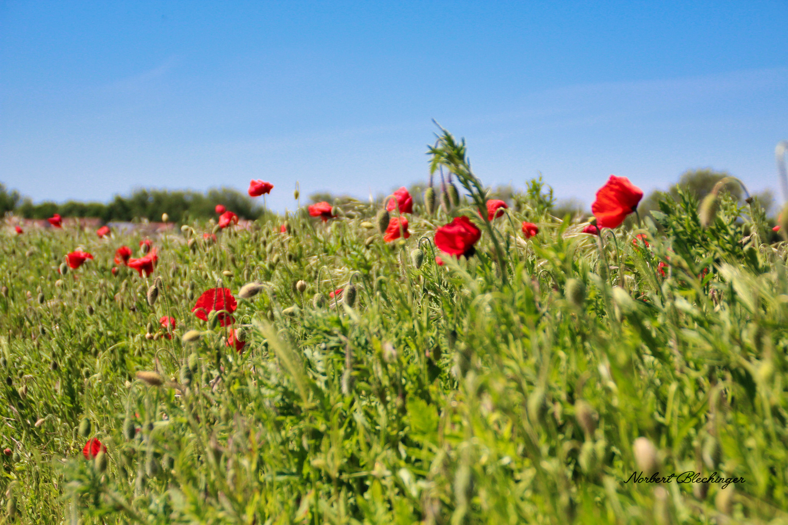 Der Mohn 1