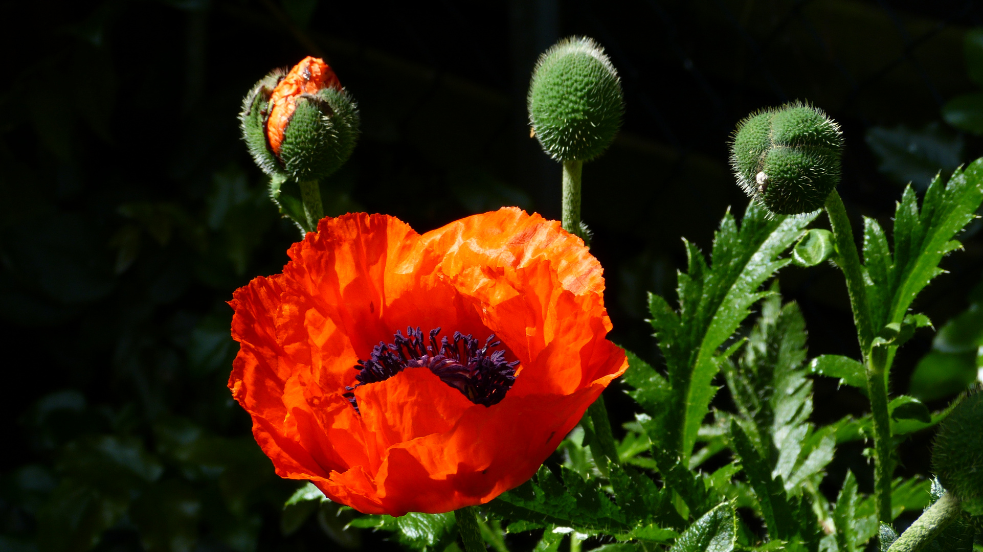 der Mohn 