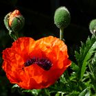 der Mohn 