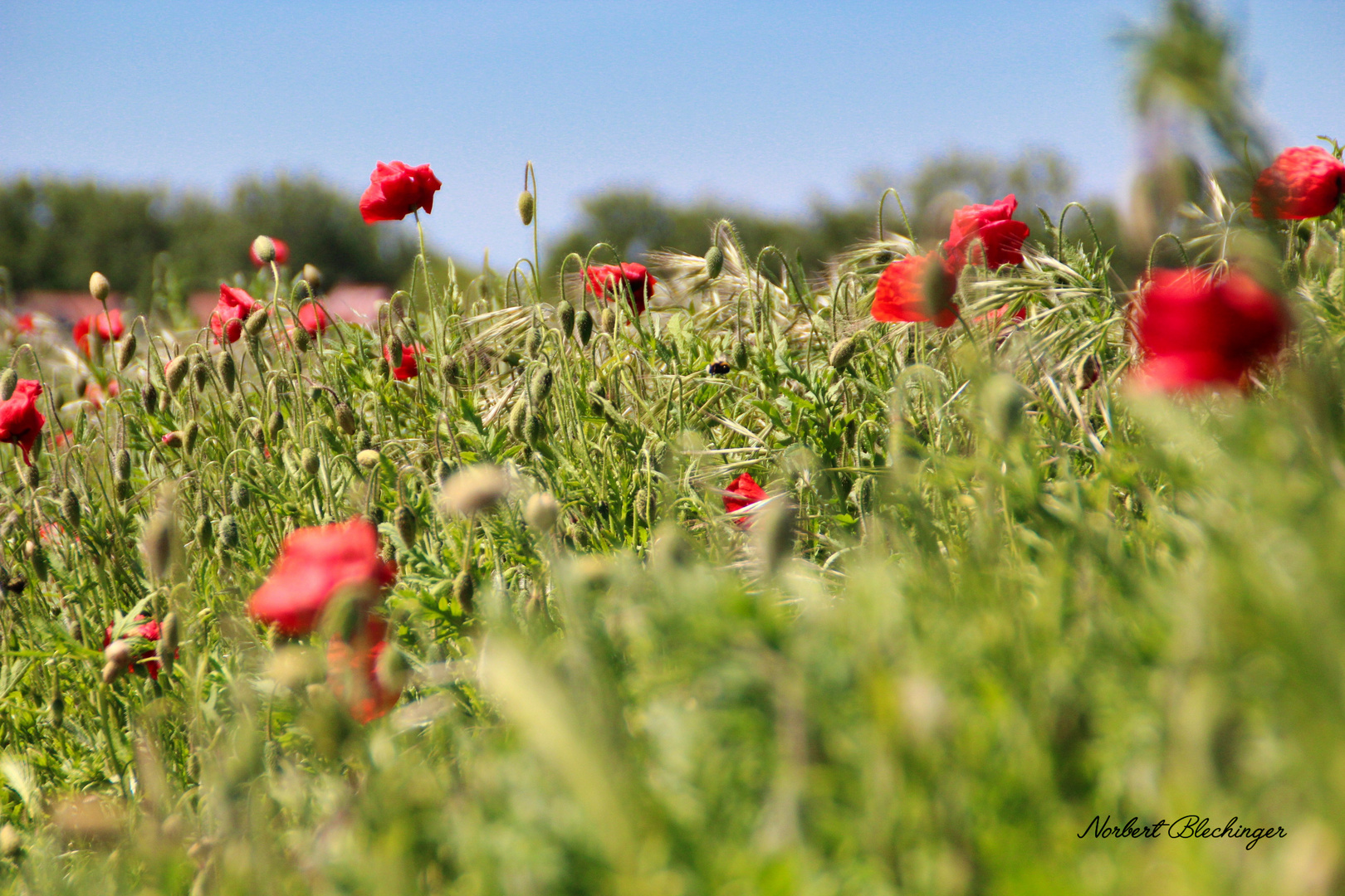 Der Mohn 2