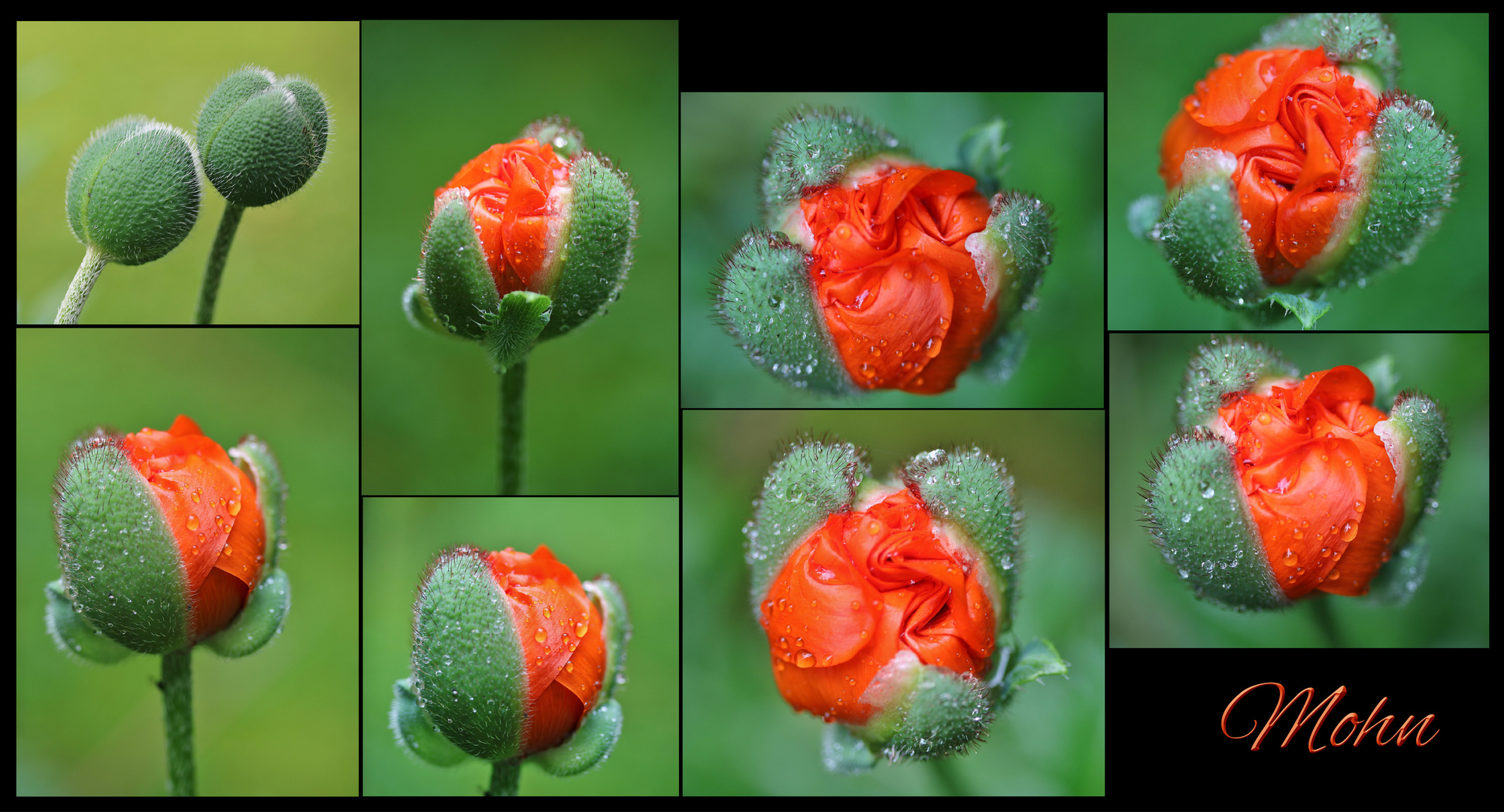 Der Mohn