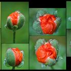 Der Mohn