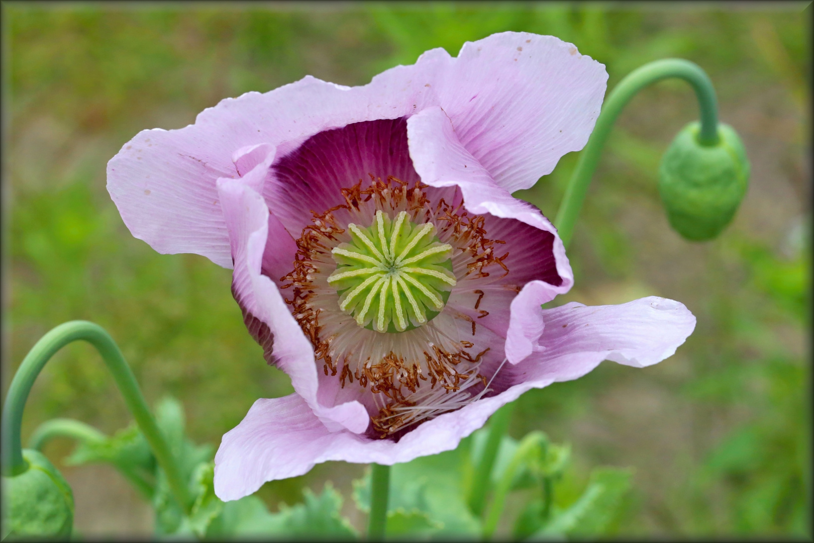 der Mohn