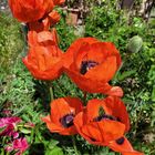  der Mohn  