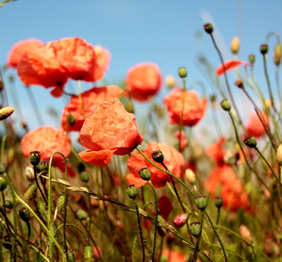 Der Mohn