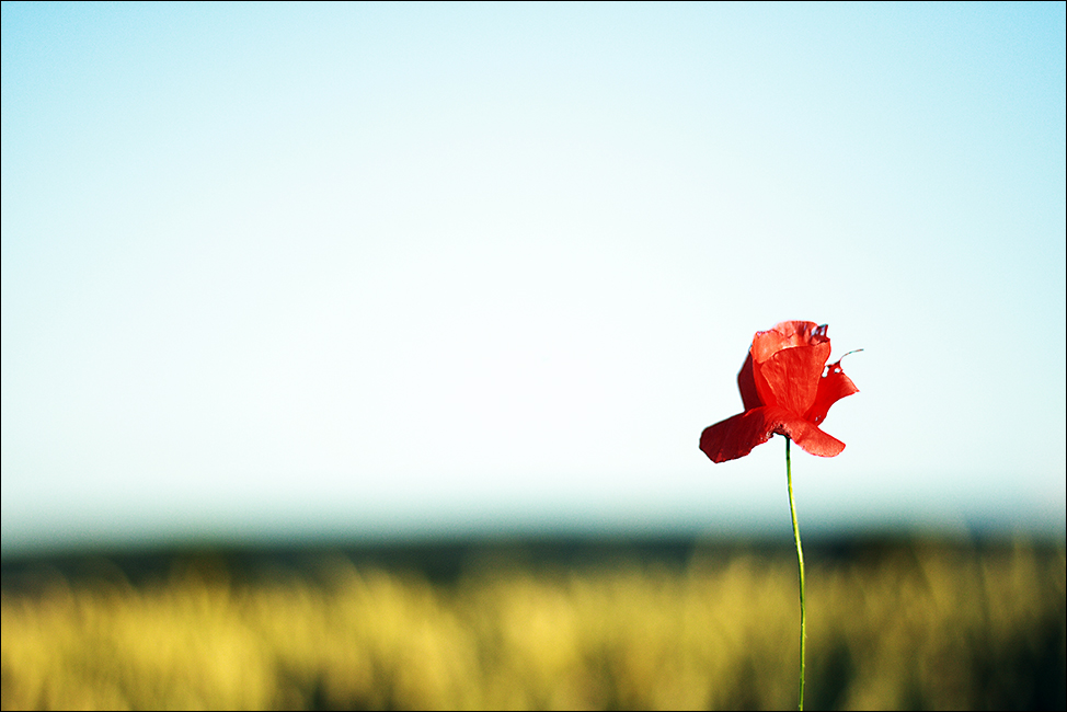 Der Mohn