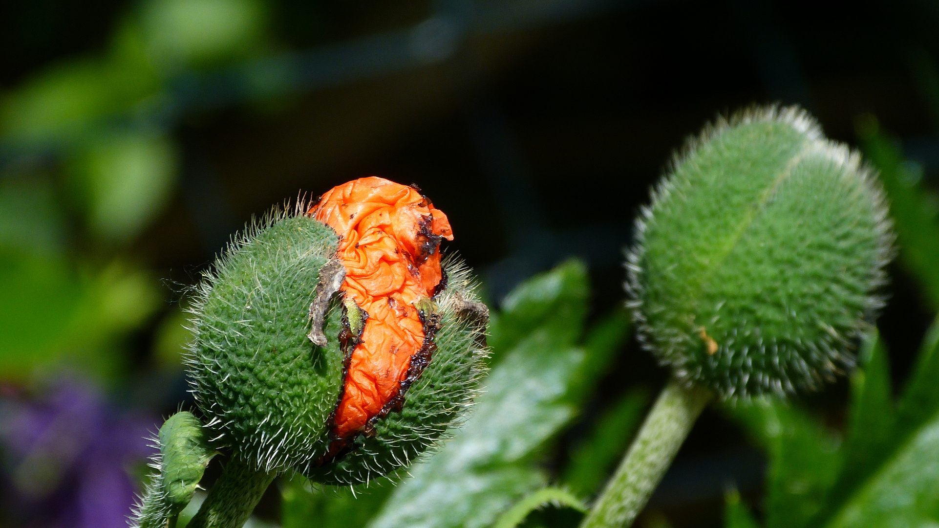 der Mohn 