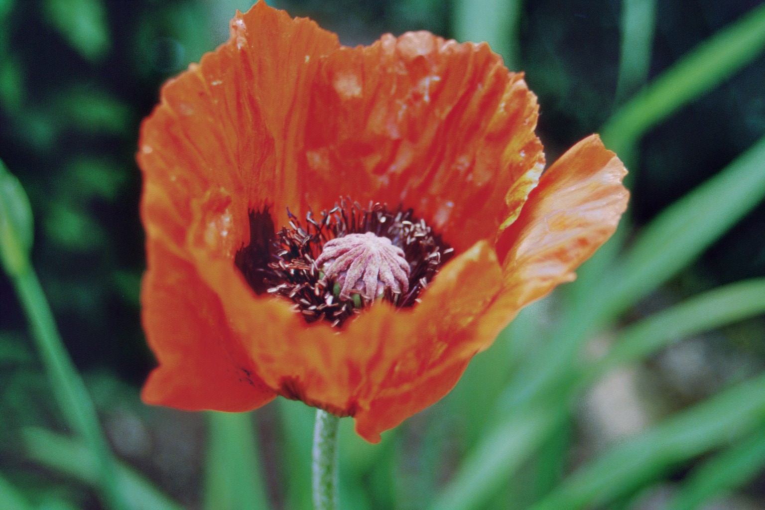 Der Mohn