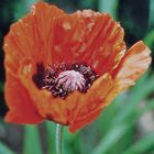 Der Mohn