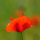 Der Mohn