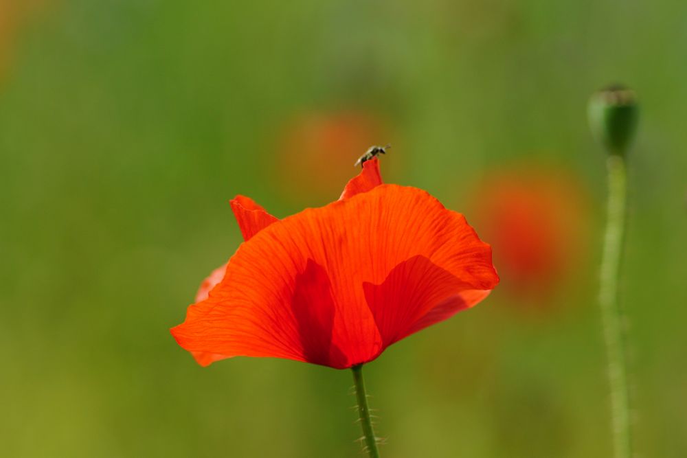 Der Mohn