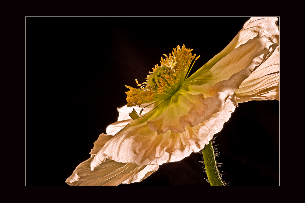 Der Mohn