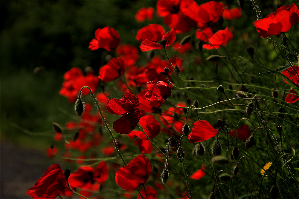 Der Mohn