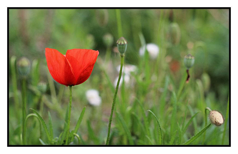 Der Mohn