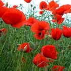 DER MOHN