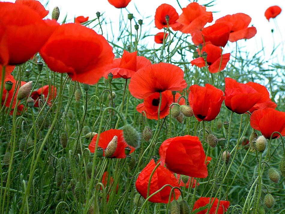 DER MOHN