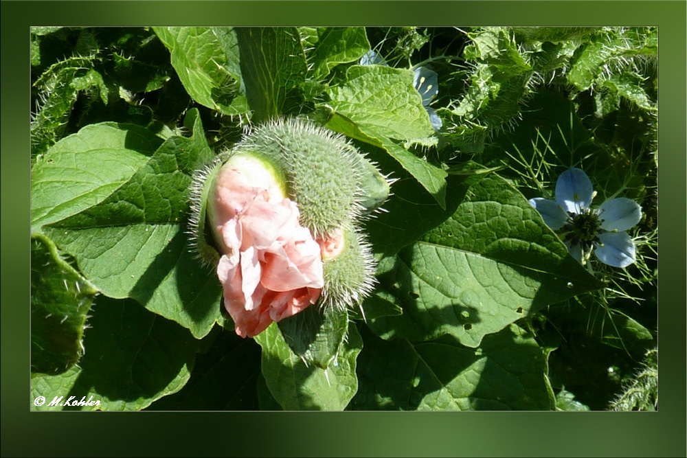 Der Mohn