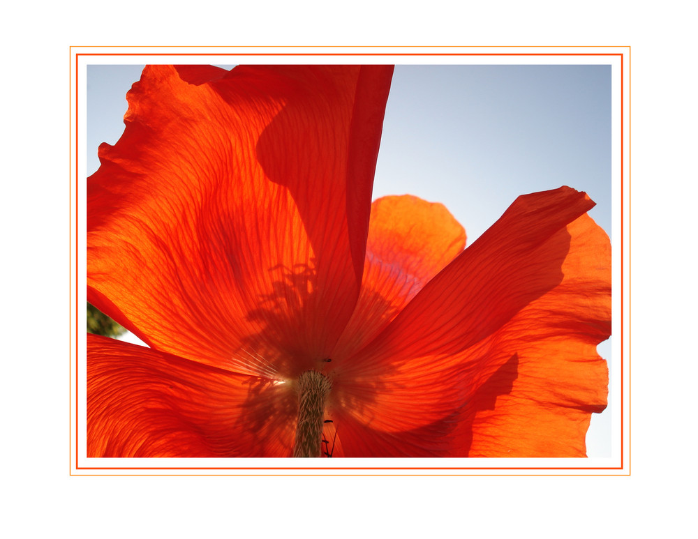 der Mohn