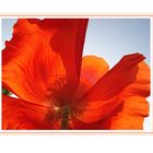 der Mohn