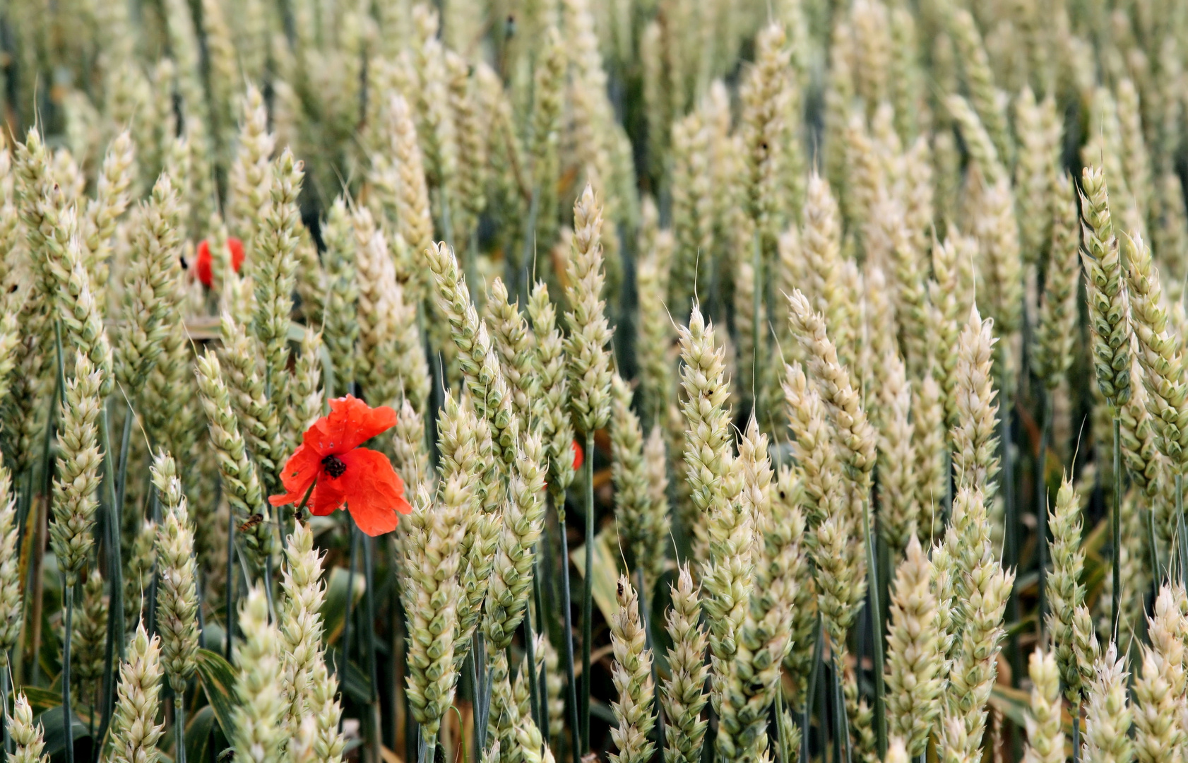 Der Mohn