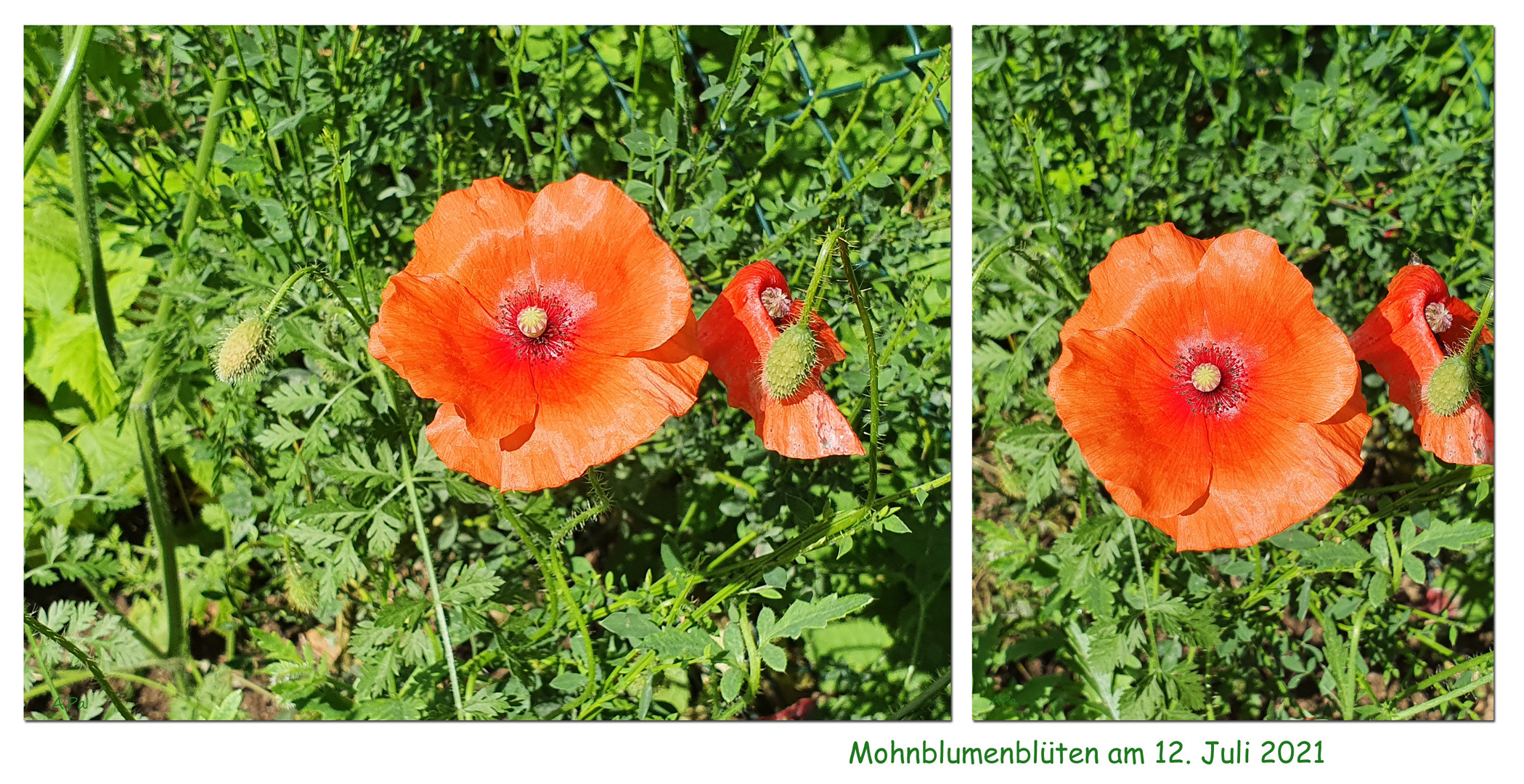 Der Mohn...