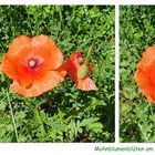 Der Mohn...