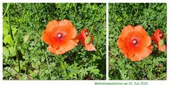 Der Mohn...