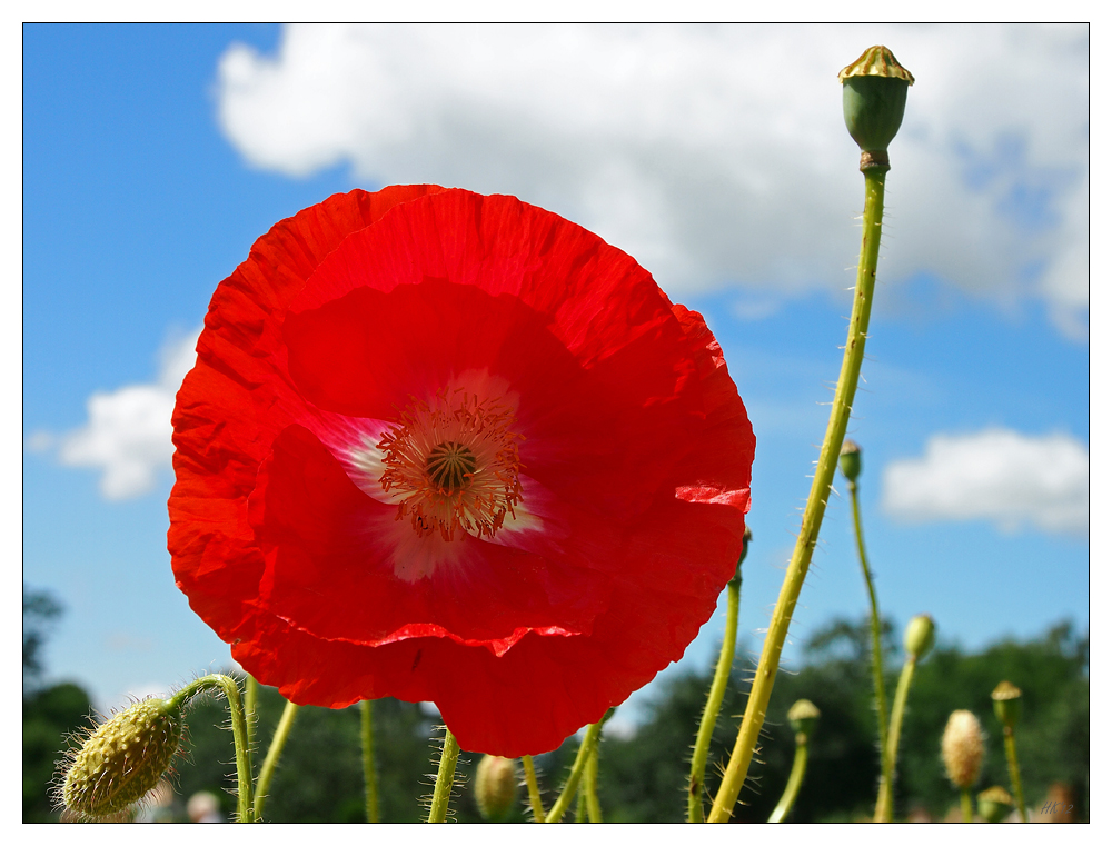 Der Mohn