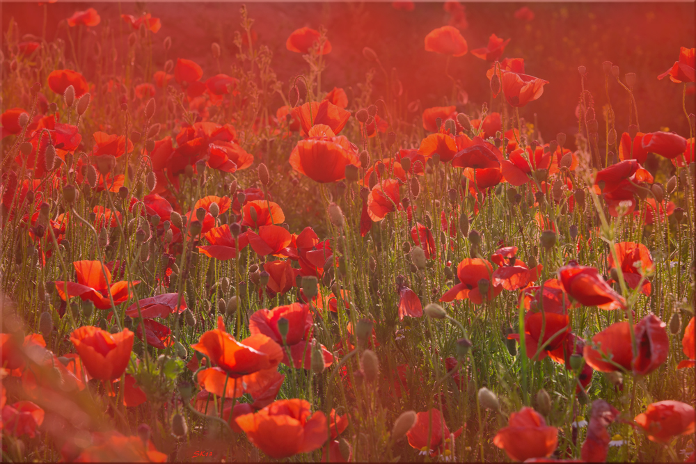 der Mohn