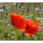 der mohn