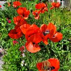  der Mohn  