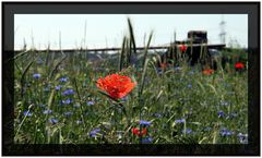 Der Mohn