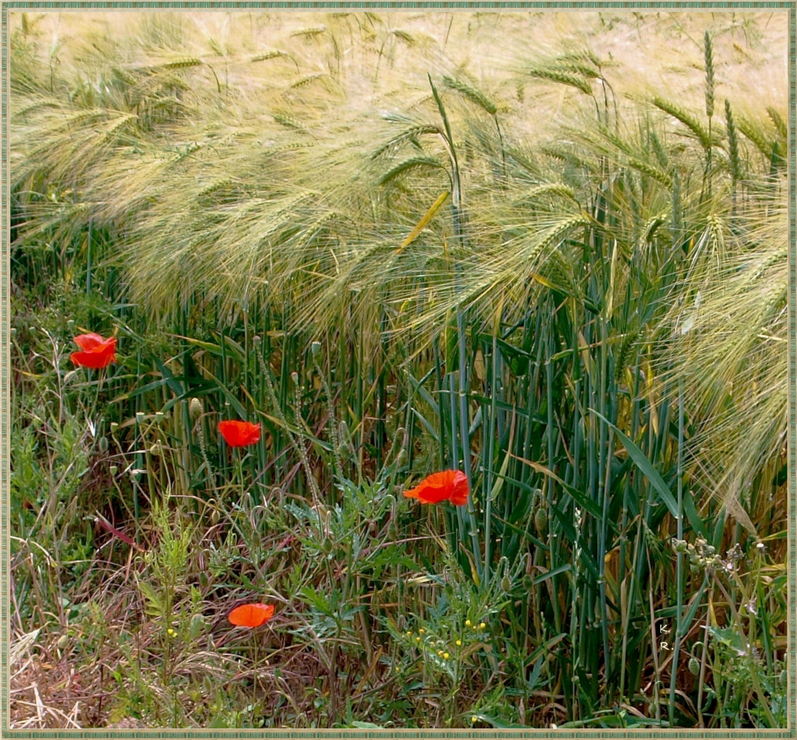 Der Mohn ...