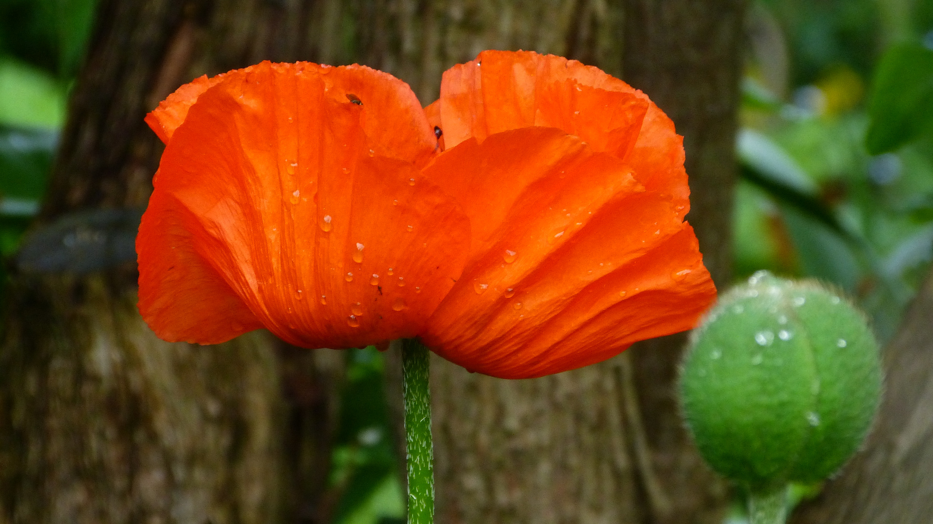 der Mohn  