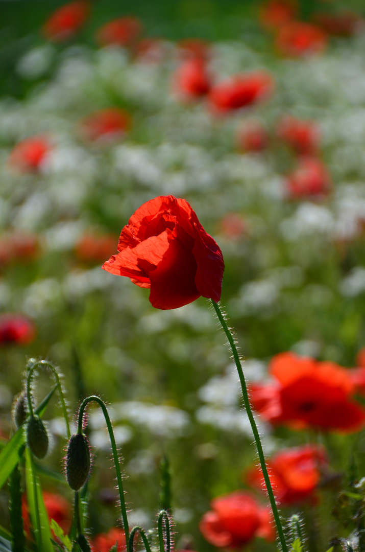 der Mohn