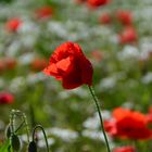 der Mohn