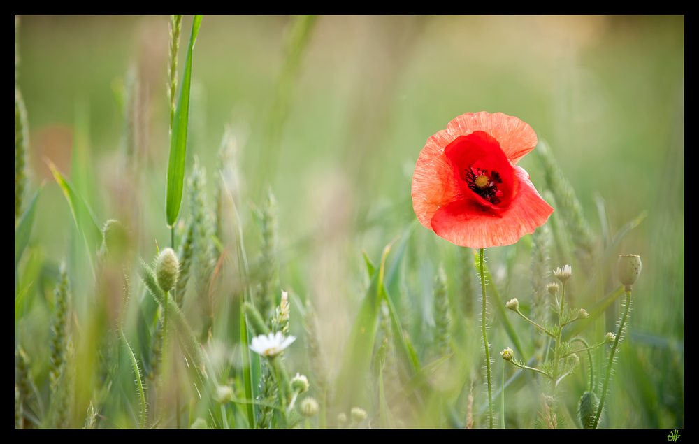 Der Mohn..