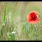 Der Mohn..