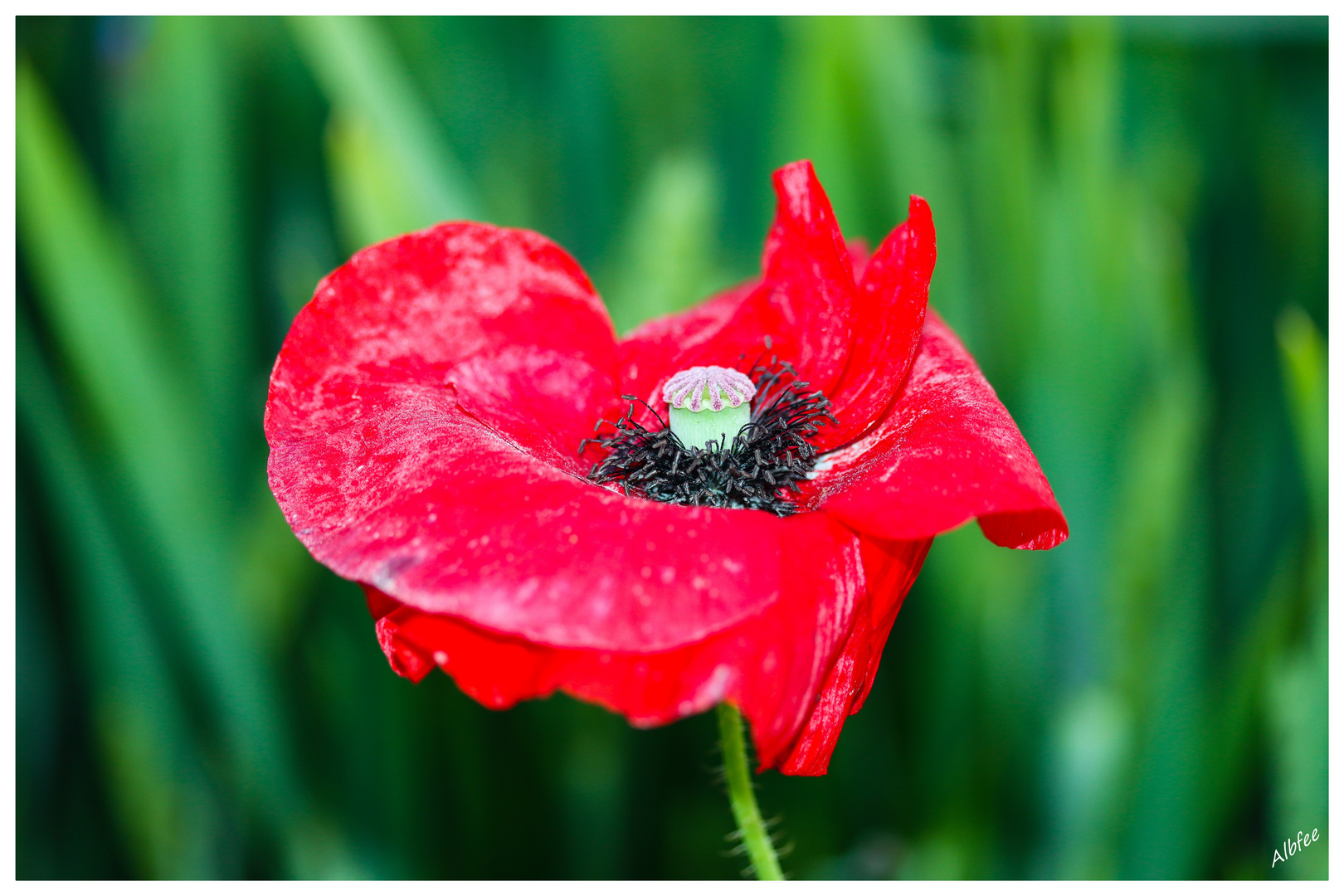                            -Der Mohn-