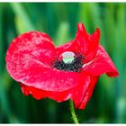                            -Der Mohn-