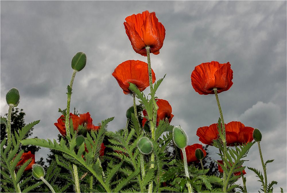 Der Mohn....