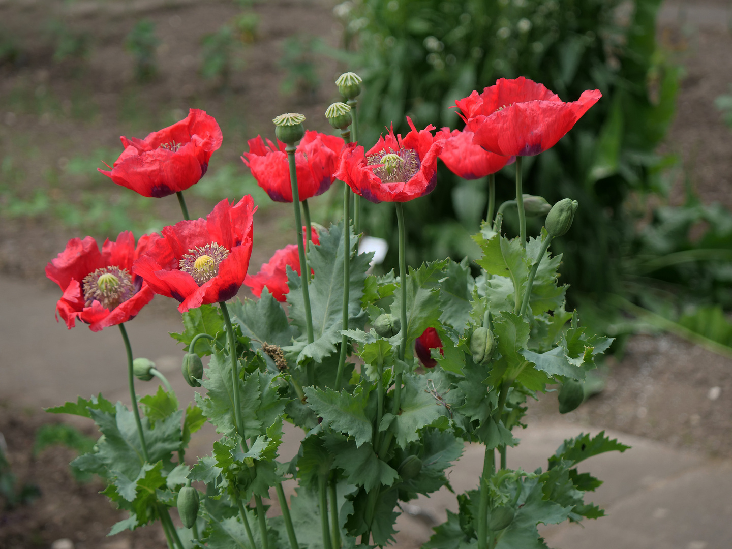 Der Mohn